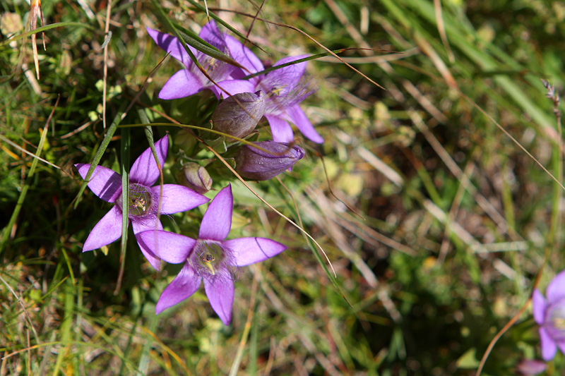 2011-08-25-dachstein_08